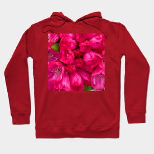 Rhododendron Bloom Hoodie